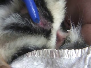 Why Is My Dog Licking My Other Dogs Anus