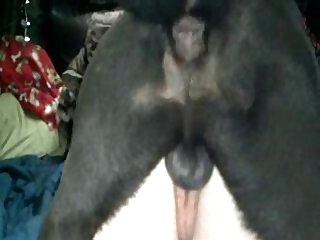 Webcam Beastiality