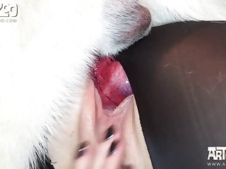 Dog Licked My Vagina