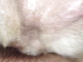 Girl Fucks Dog Stories