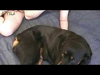 Bestiality Petlust Cs19 Inside Rottweiler (male Dogsex Animalsex Zoosex Zoophile) (part 4)