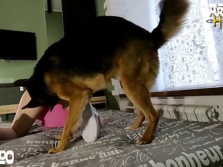 Bestiality Reaction Porn