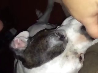 Best Animal Porn Xxx