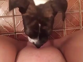 Animal Crossing Anka Porn