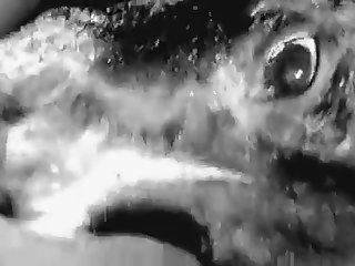 Animal Breeding Videos Porn