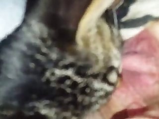 Coco Animal Crossing Porn