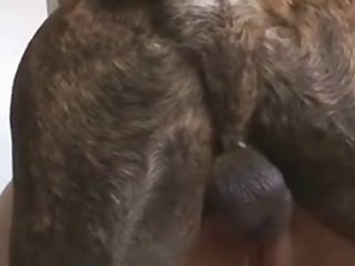 Animal In Me Porn