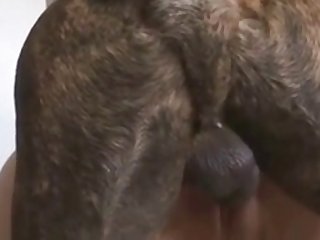 Animal In Me Porn