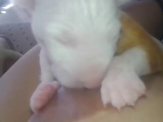 Animal Trainer 8 Porn