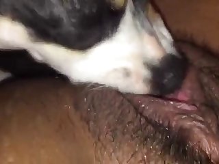 Fap Animal Porn