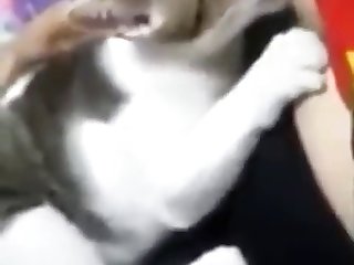 Animal Porn Xxx Video
