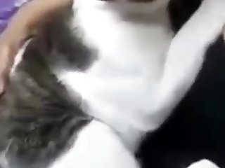 Animal Porn Xxx Video
