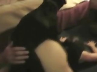 Animal Crossing Egyptian Cat Video Porn