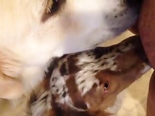 Hijab Animal Porn