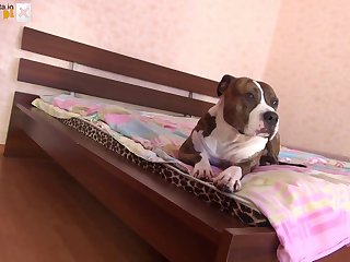 Zoofilia Anal Con Perros