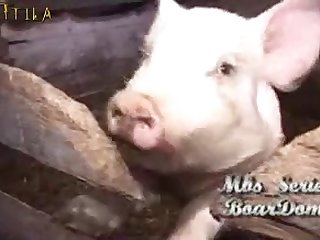 Porno Xxx Zoofilia