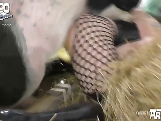 Zoofilia Vacas