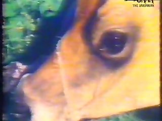 Zoofilia Com Cavalos Xvideos