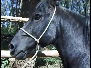 Zoofilia Cavalo Fode Mulher