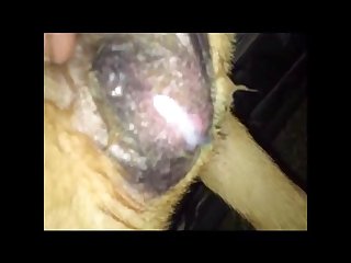 Japanese Extreme Hardcore Porn