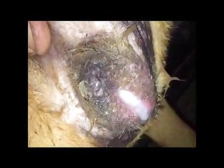 Japanese Extreme Hardcore Porn