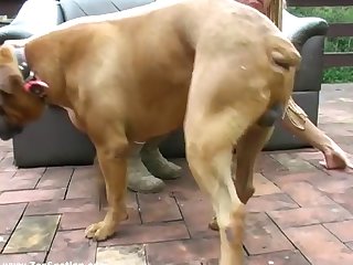 Butt Plug Extreme Porn