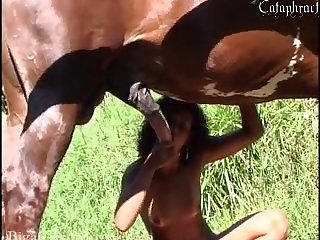 Dog Licking Cock Cum