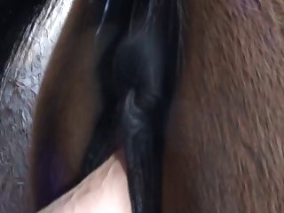 Hello Bombshell Porn