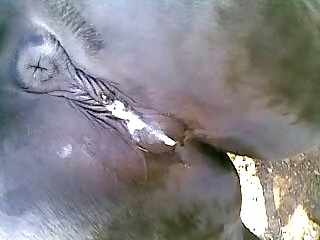 Anal Snake Porn