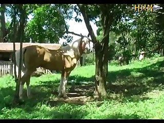 Bc Milly Hd Horse Bestialitycontent Bestialitylovers.com (part 1)