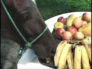 Guy Fucks Mare In Heat
