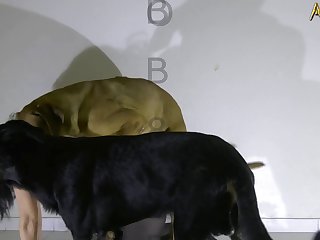 Porn Dogs