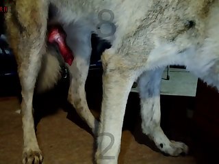 Horse Sucking Dick