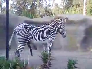 Big Male Zebra