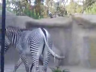 Big Male Zebra