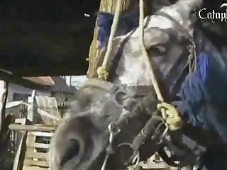 Massive Horse Dick