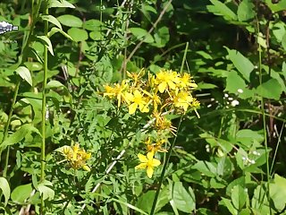 Yoga Pants Cameltoe Pussy Porn Xxx