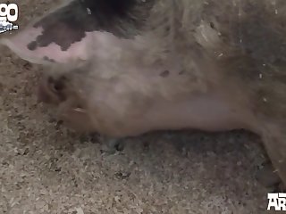 Sabrina Carpenter Deepfake Xxx Porn