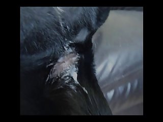 Blk Xxx Porn