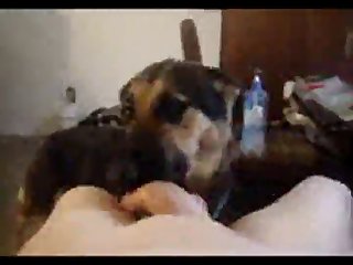 Lesbian Group Sex Porn Xxx