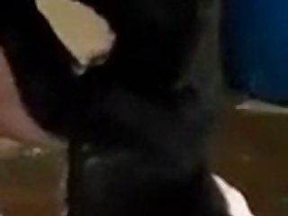 Gay Man Zoo Porn