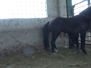 Xxx Video Animal Porn