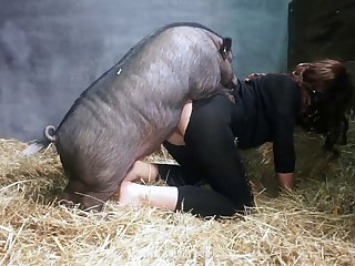 Sweet Piggy Game xxxxx