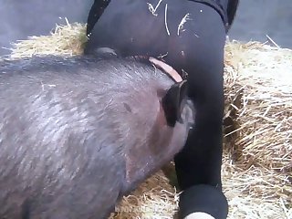 Sweet Piggy Game xxxxx