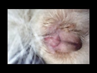 Animal Sex Videos With Men