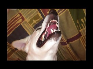 Animal Sex Videos With Men