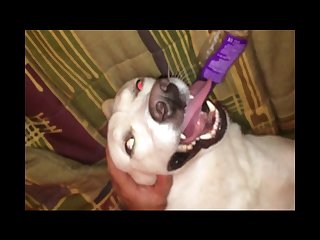 Animal Sex Videos With Men