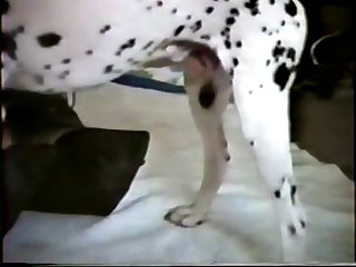 Animal Sex Xvid