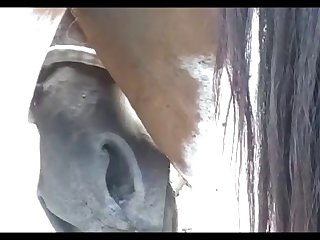 Stallion Mating Mare Heat