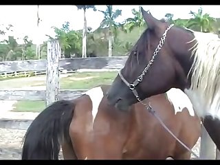 Stallion Mating Mare Heat